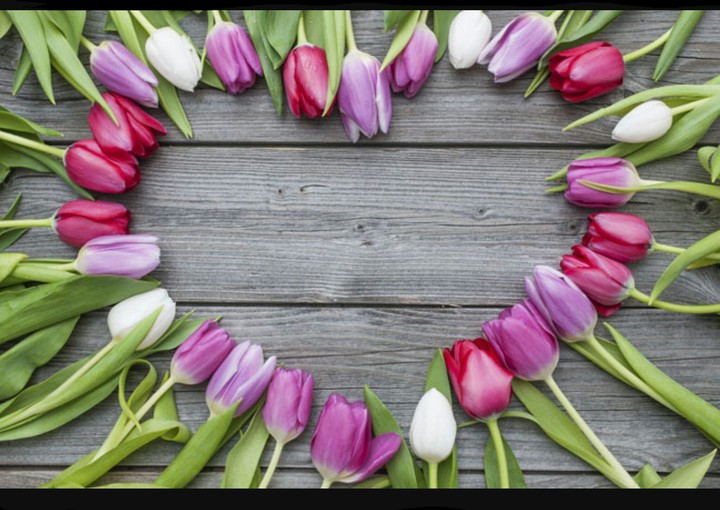 tulipani