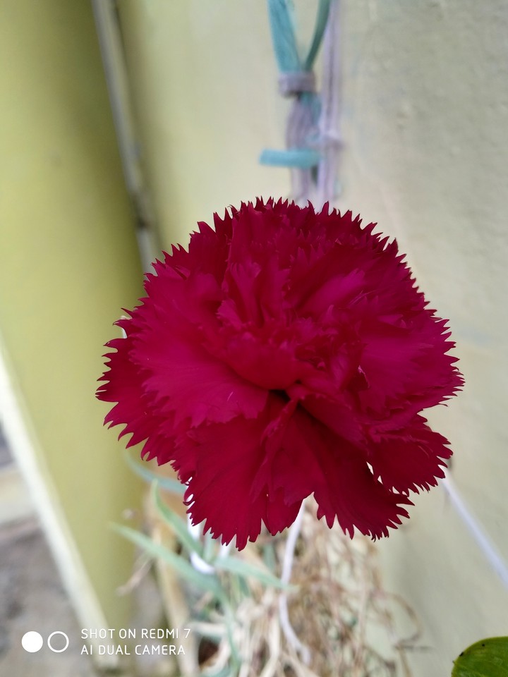 carnation