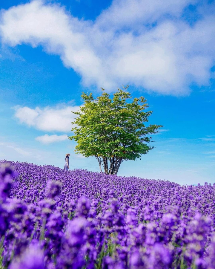 Spring Comes