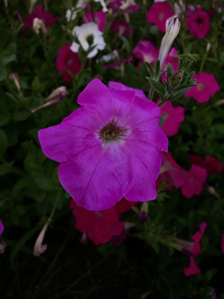 petunia