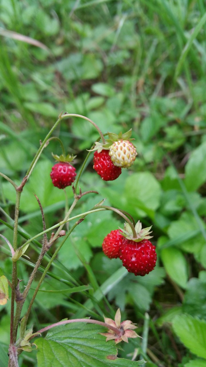 little strawberries