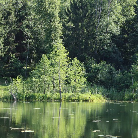 lake and forest