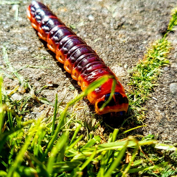 Caterpillar