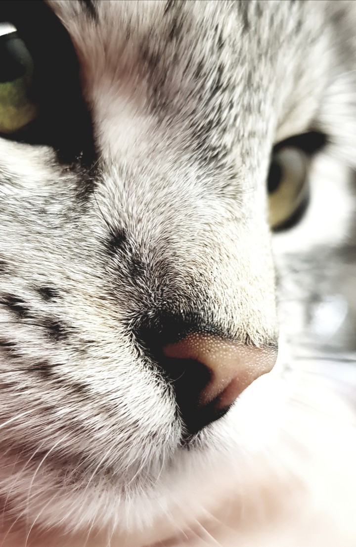 The nose