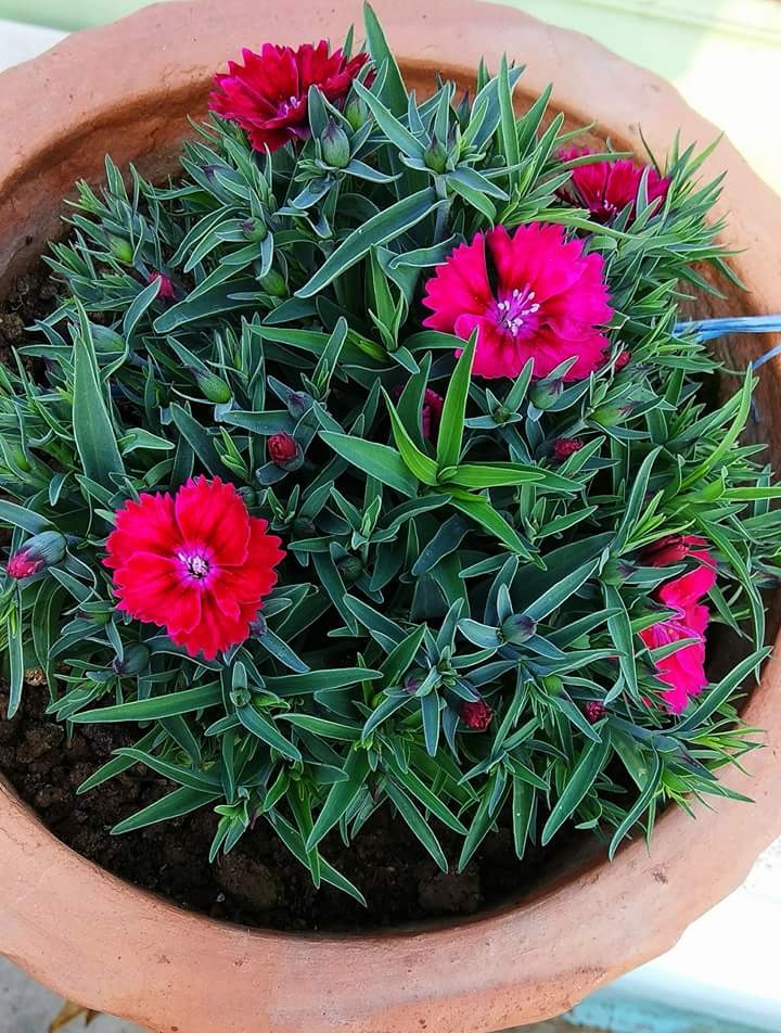 flower