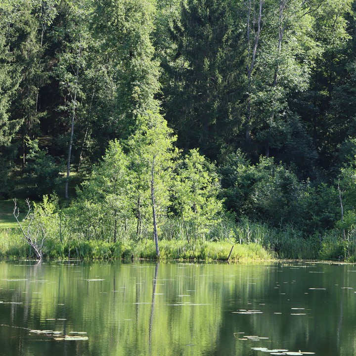 lake and forest