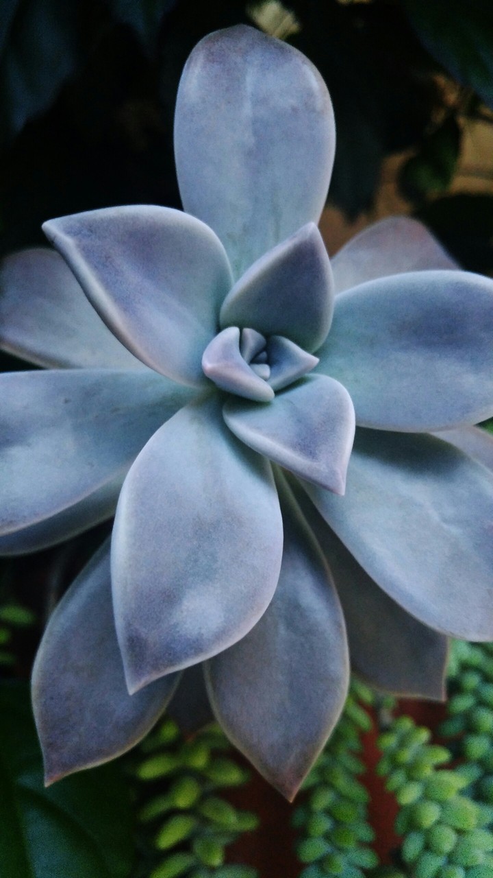 Suculenta