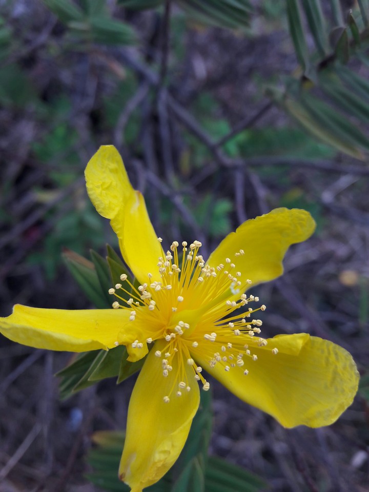 wild bloom