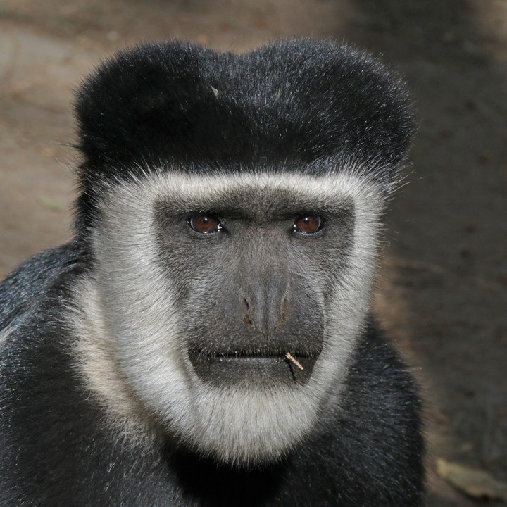 Colobus masculino preto-e-branco Abyssinian