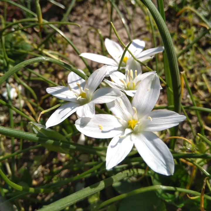 white flowers
