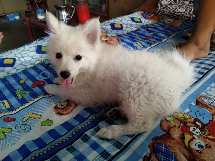dog