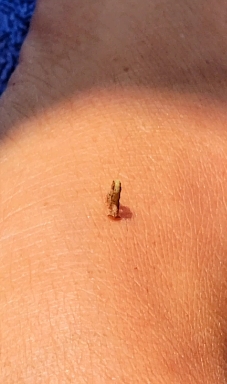 inch worm