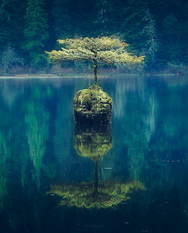 tree