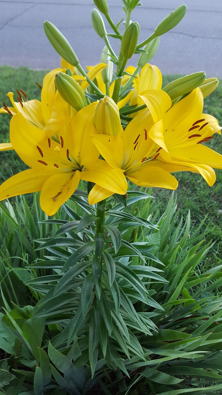 lilies