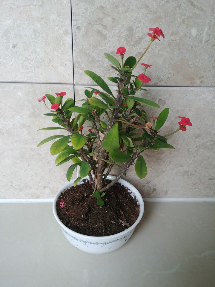 flower
