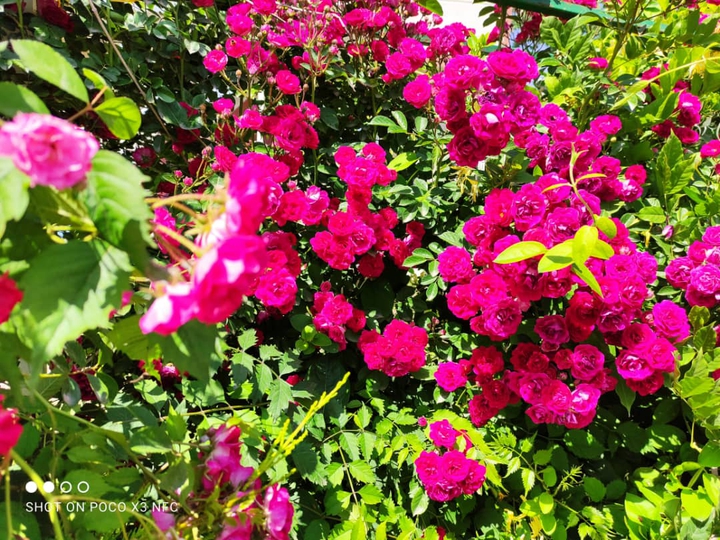 yard flowers
