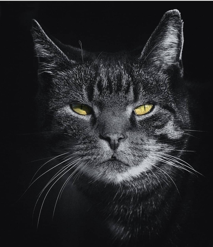 kedi