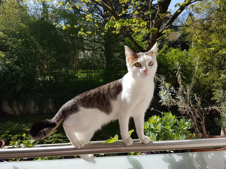 Cat, Shams