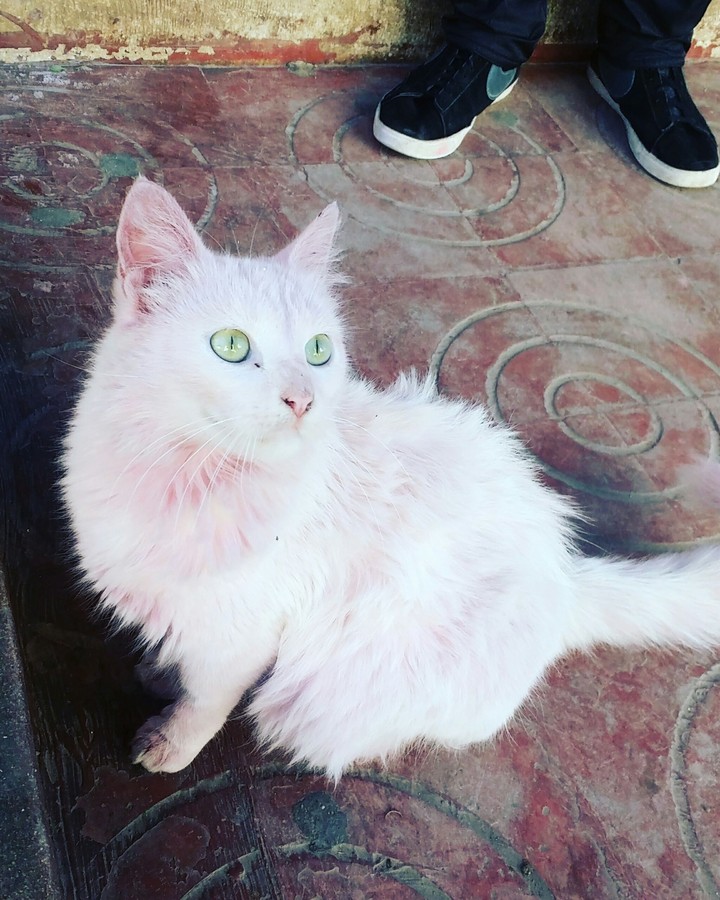 nice cat