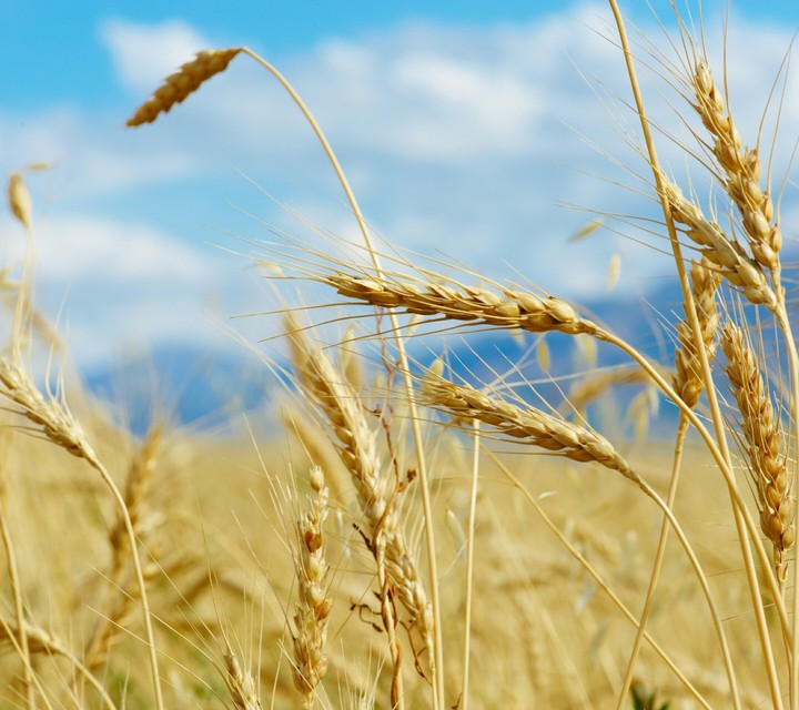 Wheat
