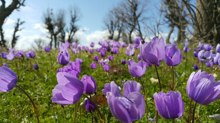 nature