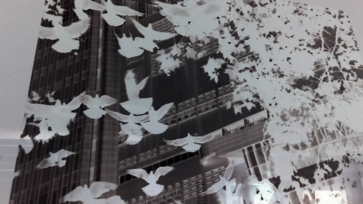 birds fly