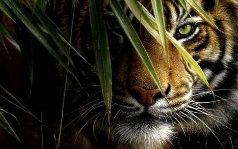 tiger