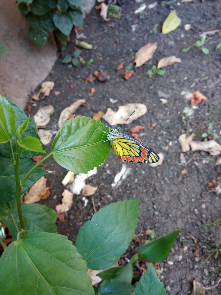 Butterfly
