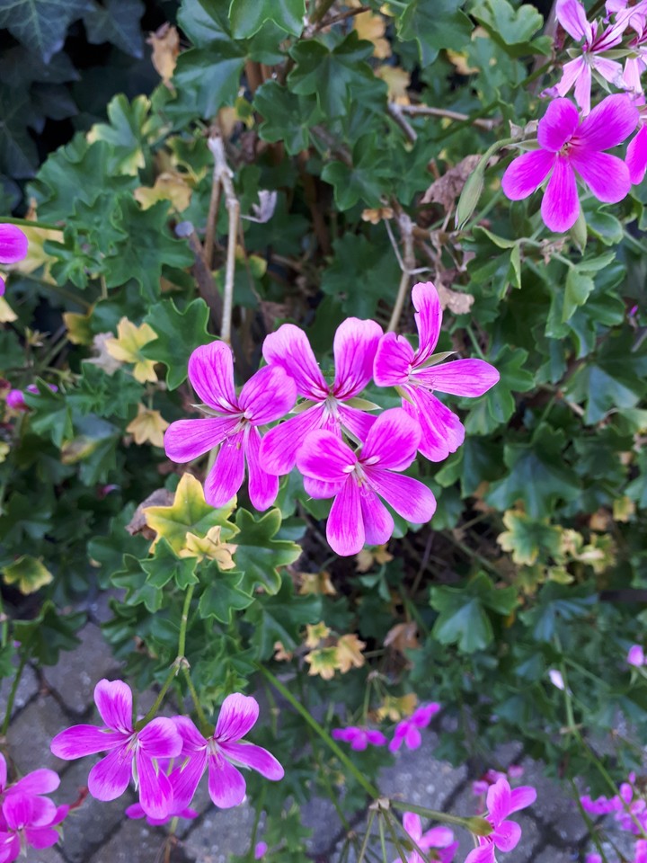 Purple flowers