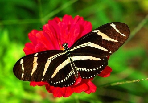 butterfly, invertebrate duvar kağıtları