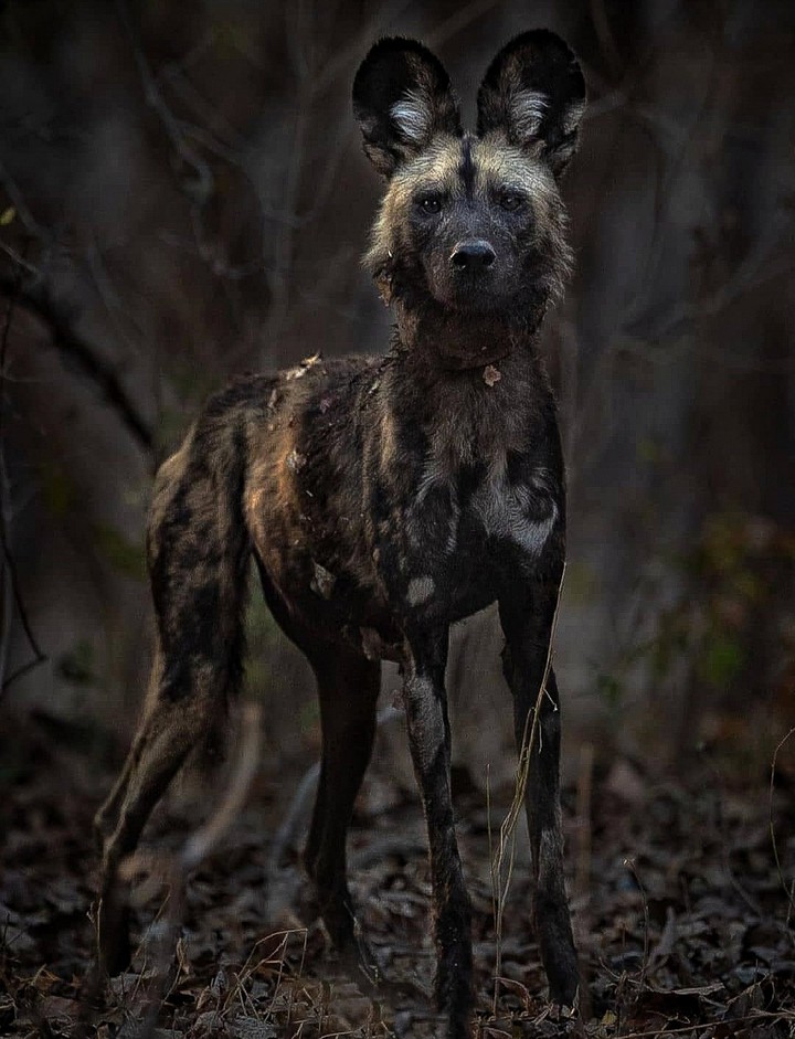 Profile of An African Wild Dog