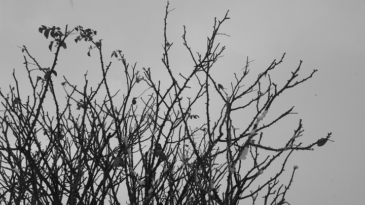 Il freddo e secco inverno che ferma ogni cosa