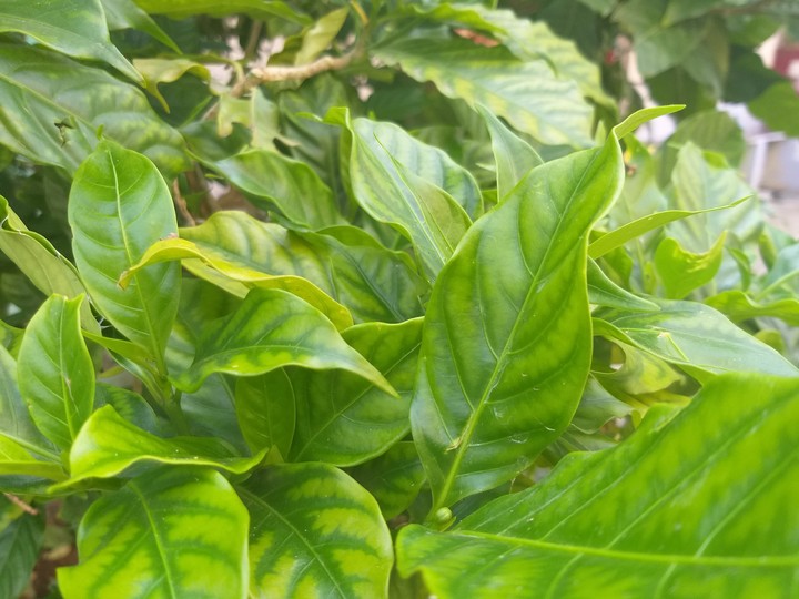 Nandiyavattai Leaf