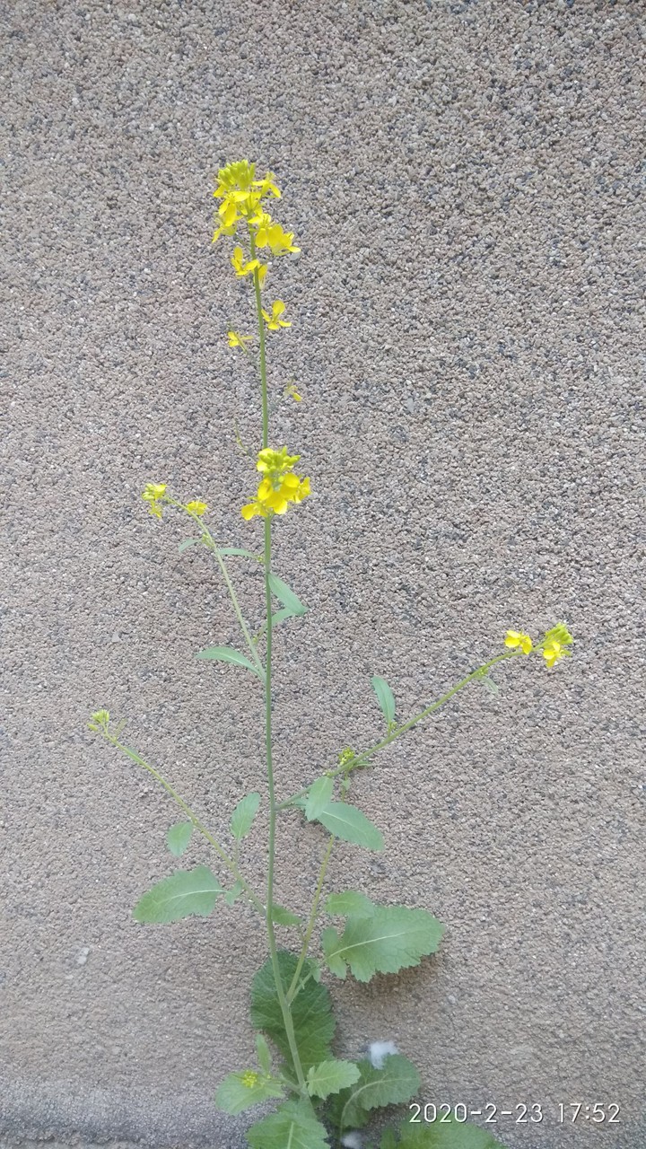 mustard plant