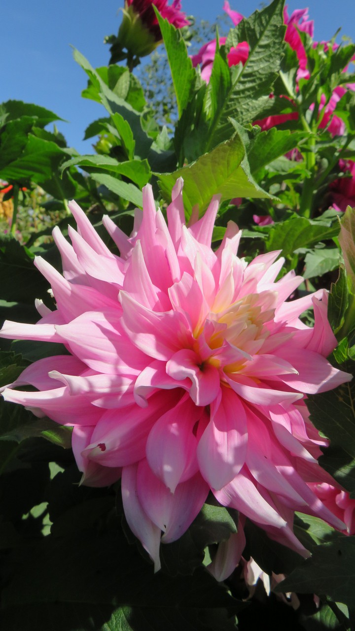 flowers
