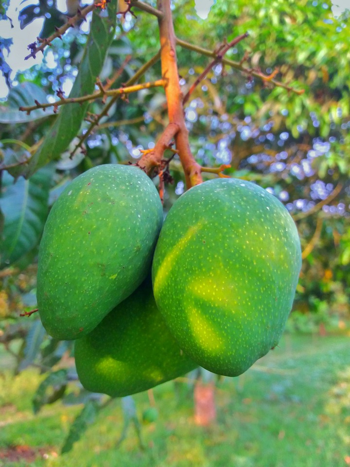 Mangoes