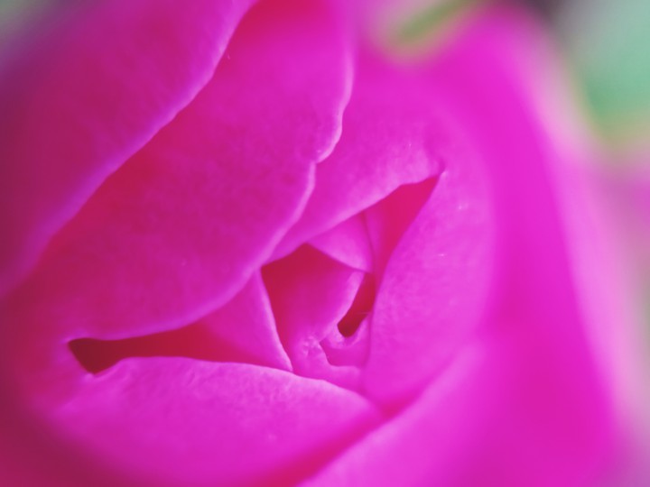 роза flovers