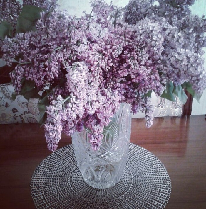 #сирень