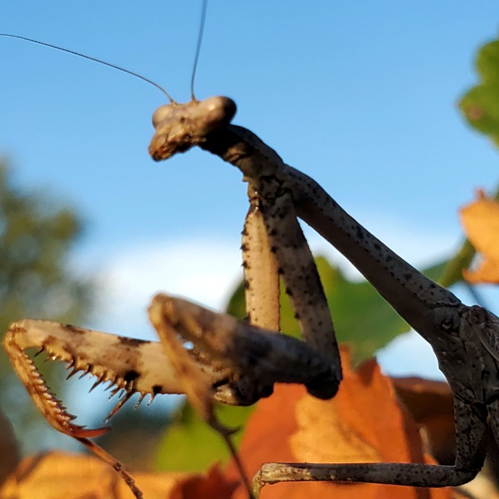 Mantis