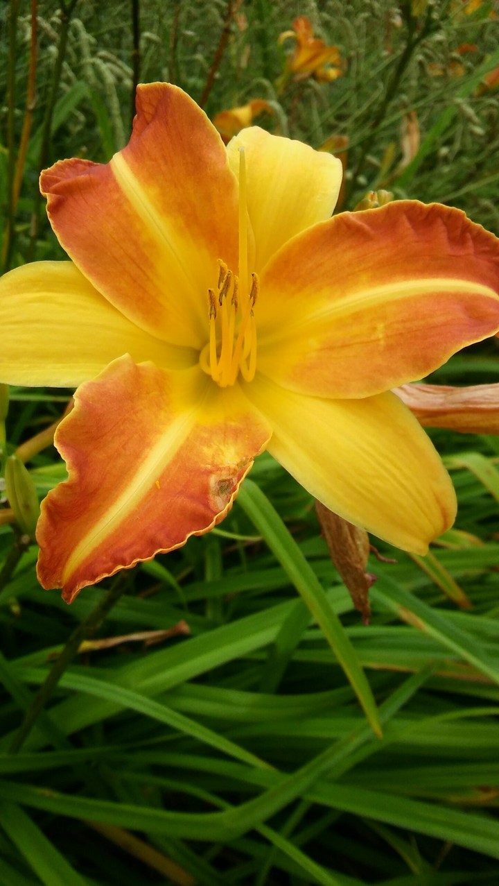 orange flower