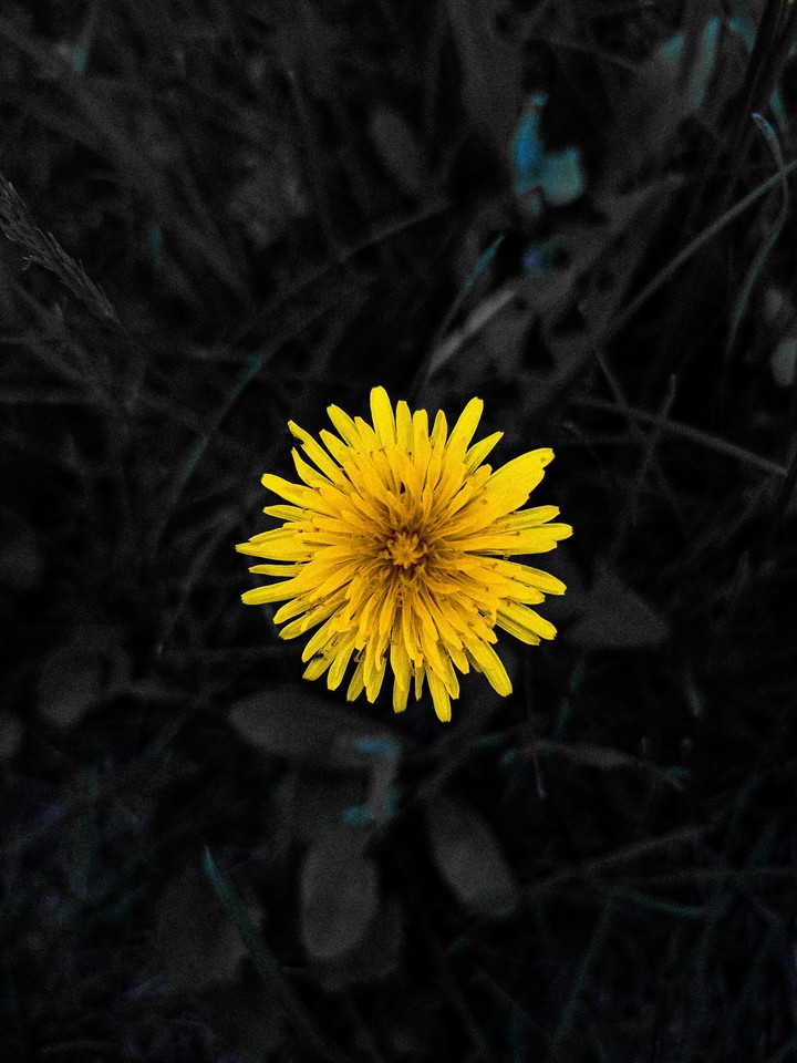 fiore