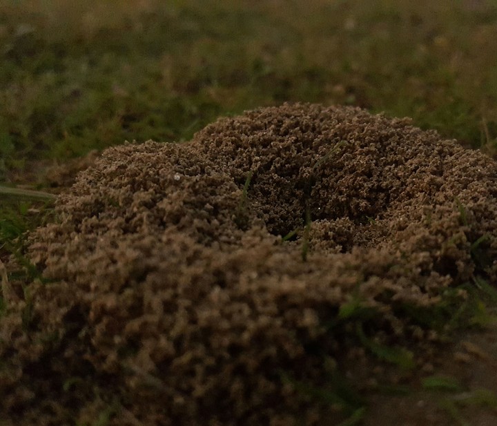 anthill