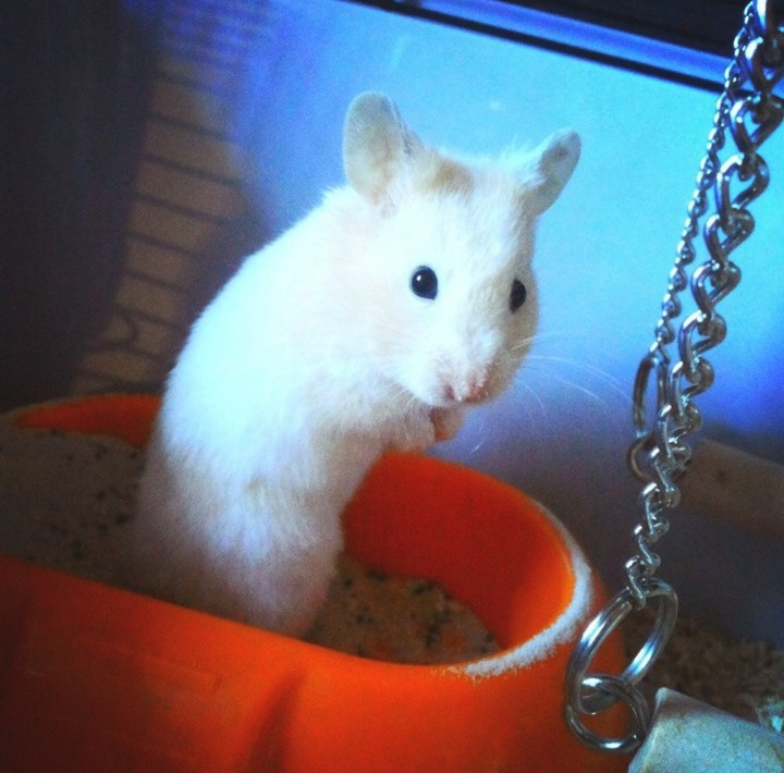 Hamster