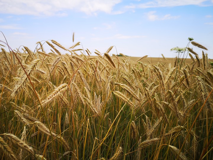 wheat