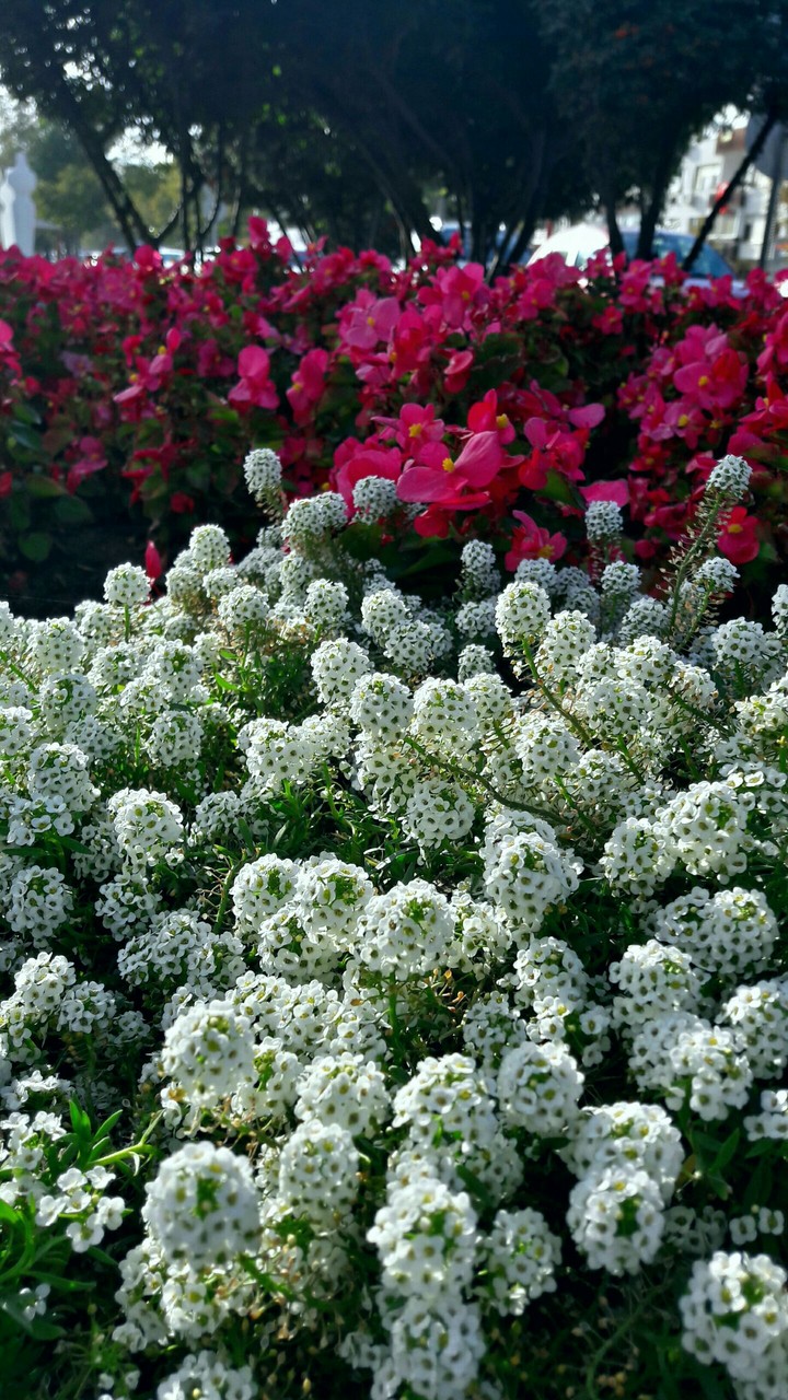 flowers