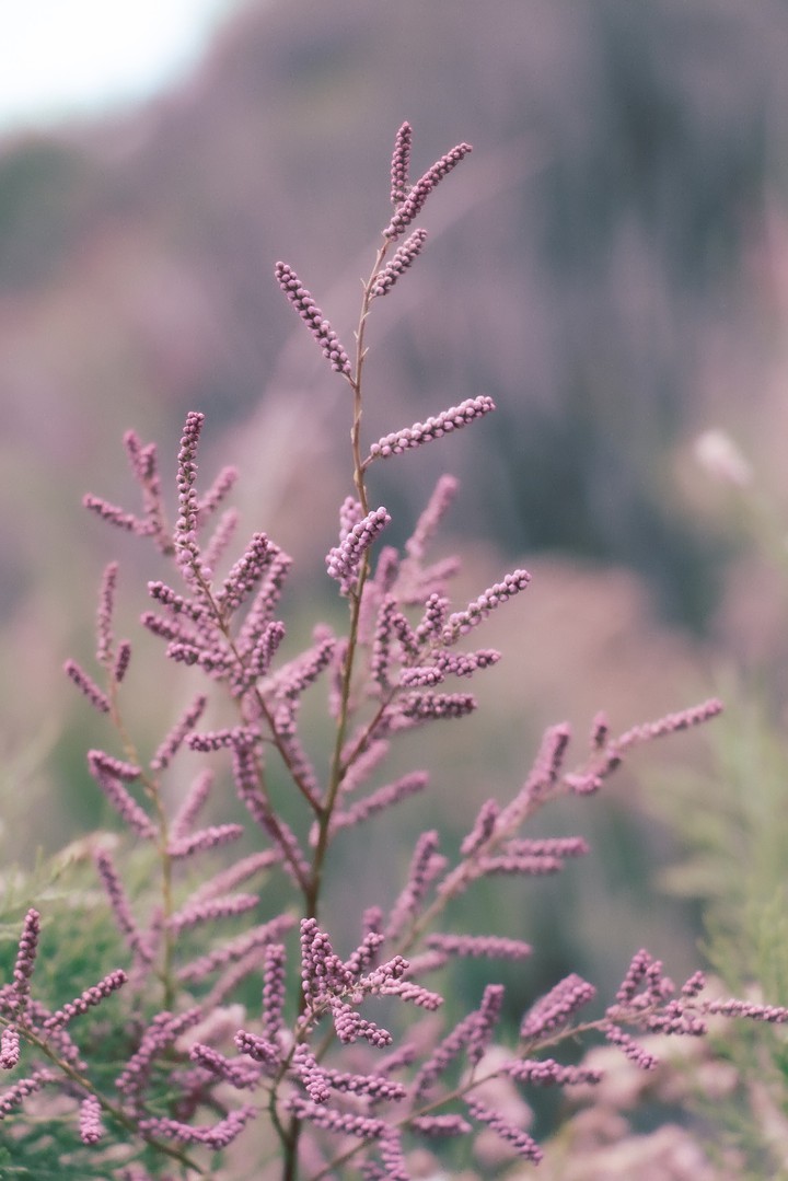 pink flower