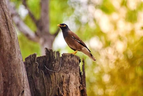 acridotheres, beak Hintergrundbilder