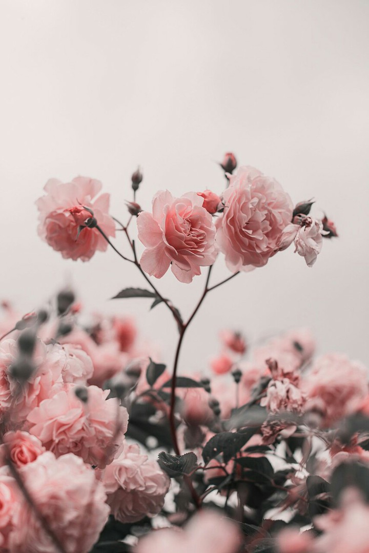 beautiful flowers