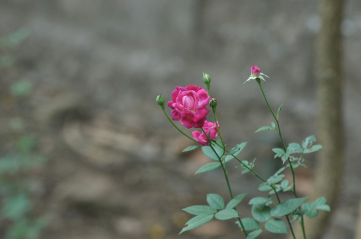 Flower