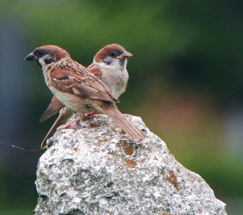 songbird, sparrow achtergronden
